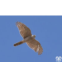 گونه قرقی Eurasian Sparrowhawk